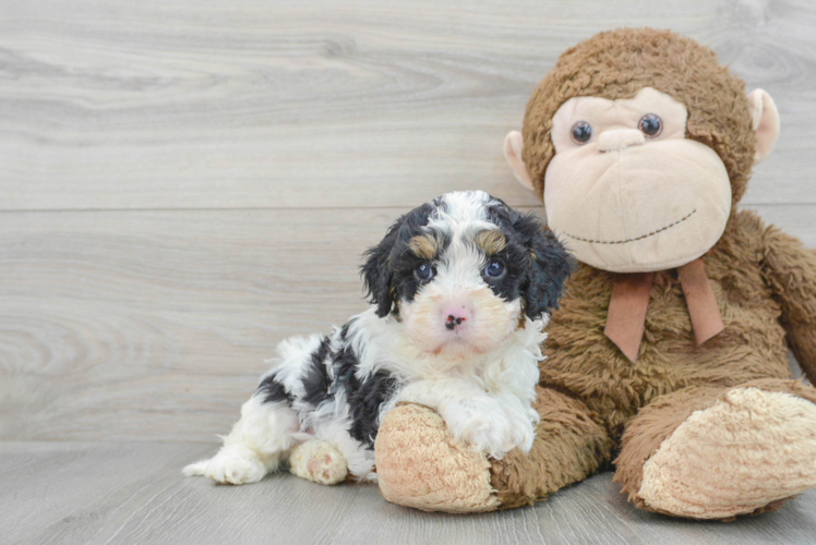 Popular Cavapoo Poodle Mix Pup