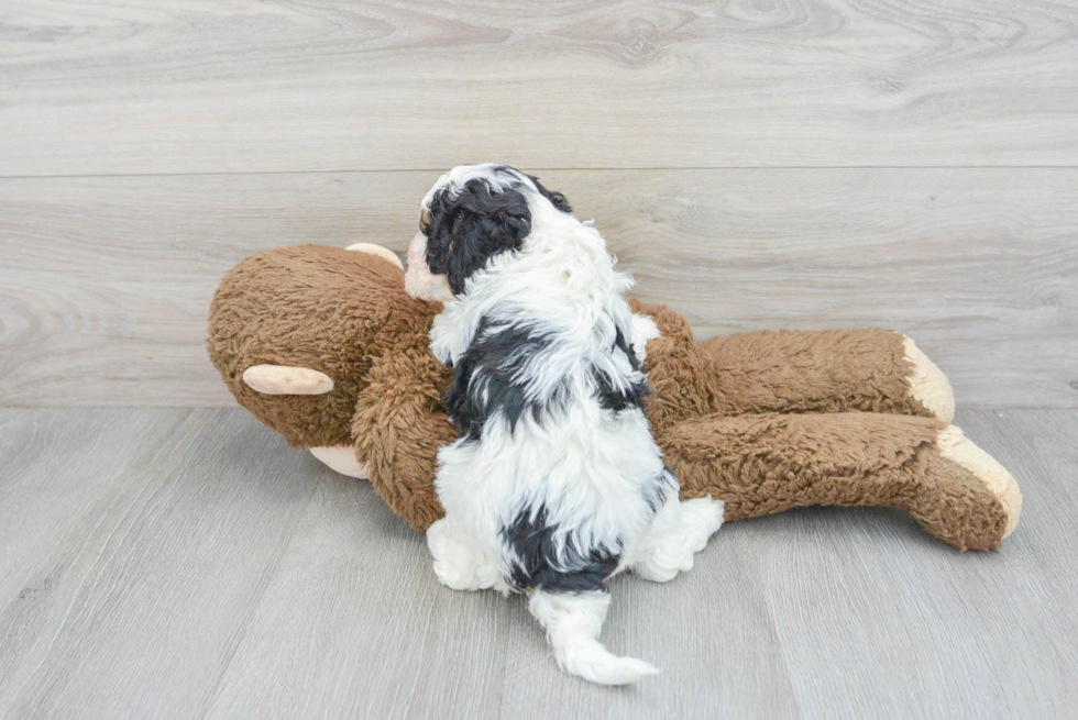 Cavapoo Pup Being Cute