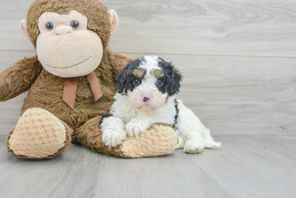 Best Cavapoo Baby