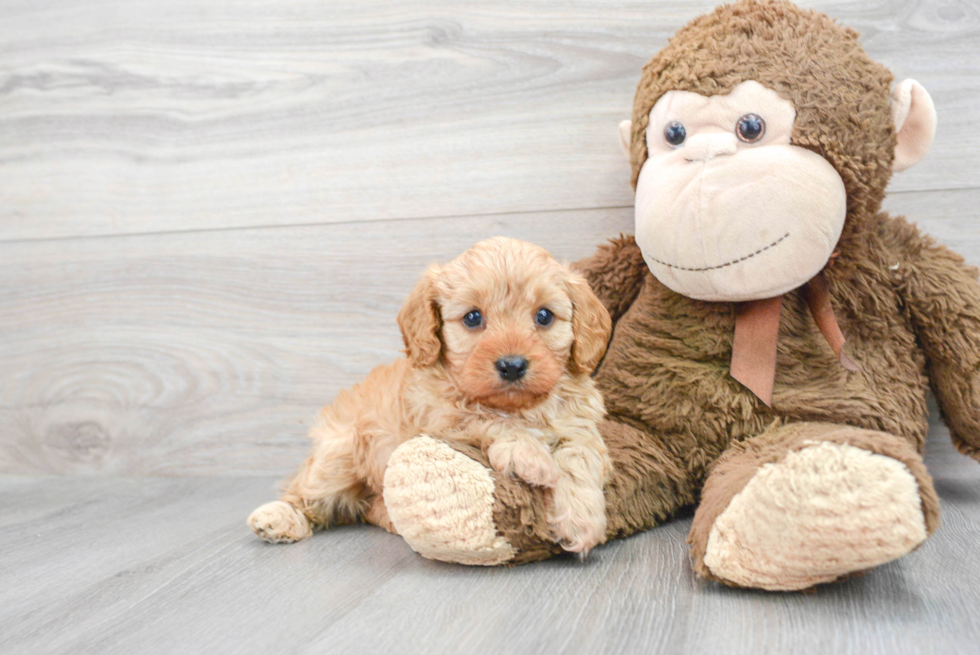 Best Cavapoo Baby