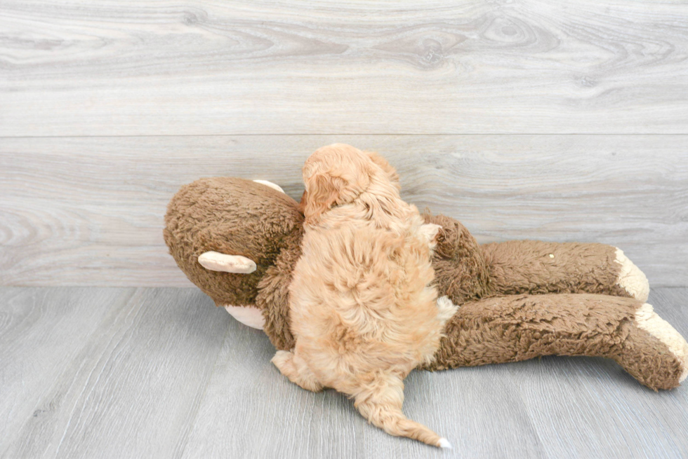 Cavapoo Pup Being Cute