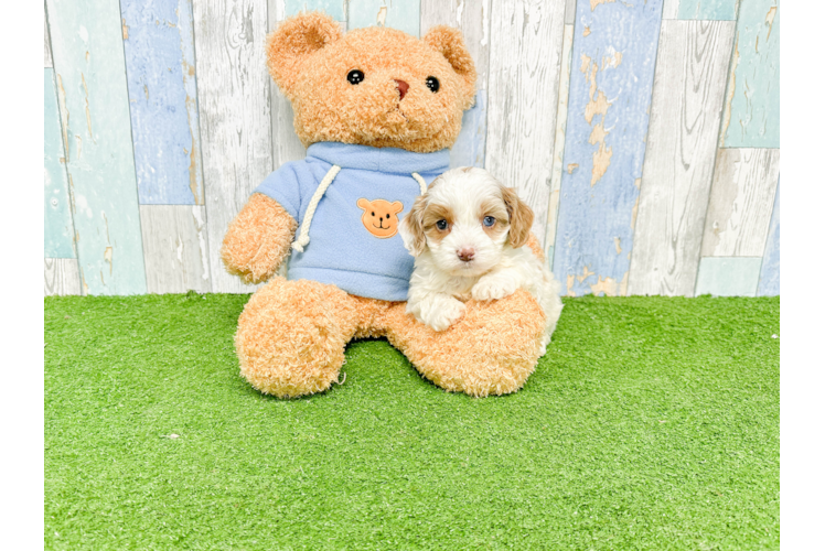 Friendly Cavapoo Baby