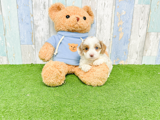 Friendly Cavapoo Baby