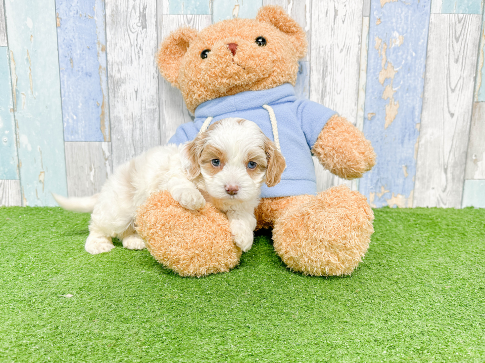 Cavapoo Pup Being Cute