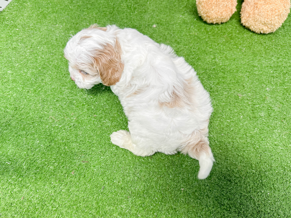 Little Cavoodle Poodle Mix Puppy