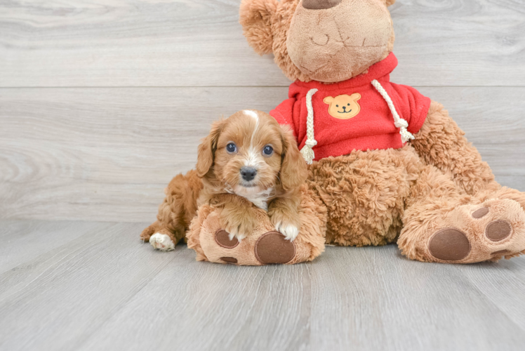 Small Cavapoo Baby