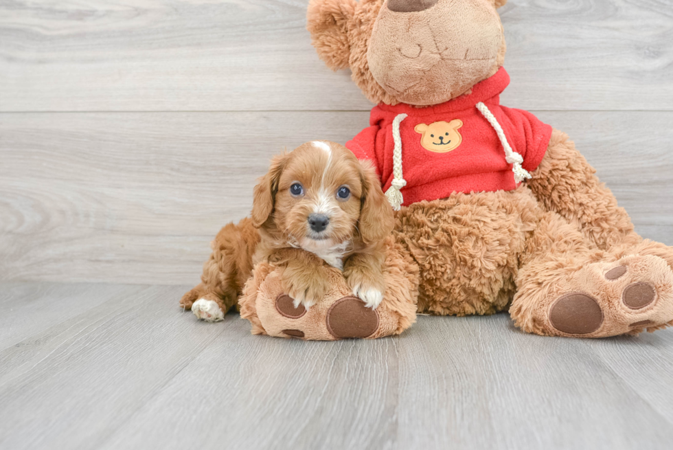 Small Cavapoo Baby