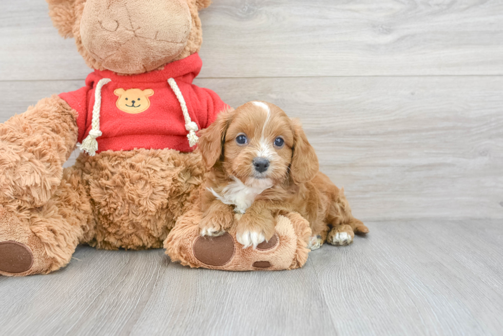 Best Cavapoo Baby