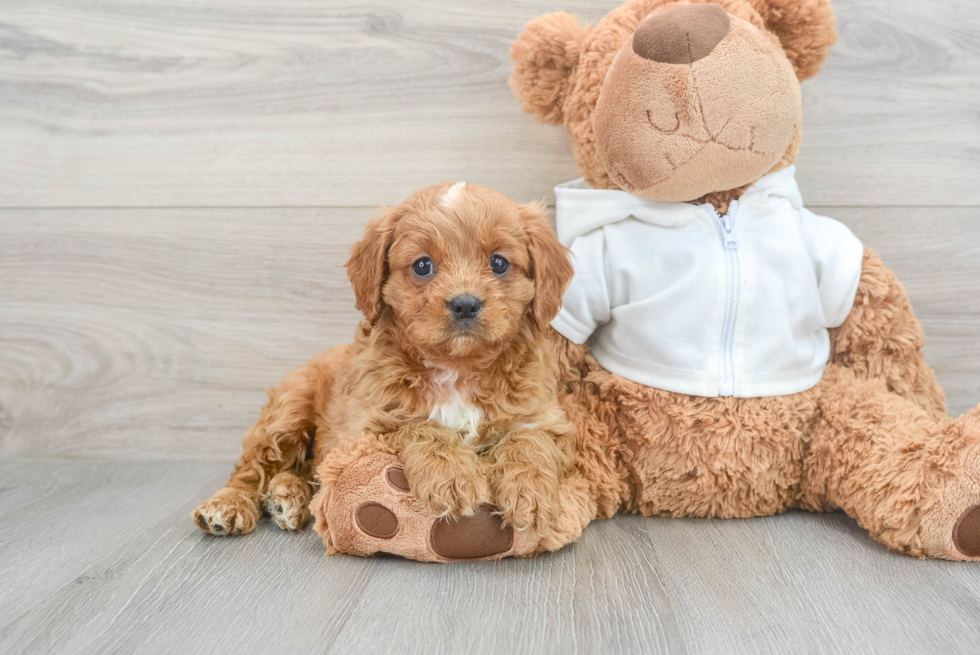 Cavapoo Puppy for Adoption
