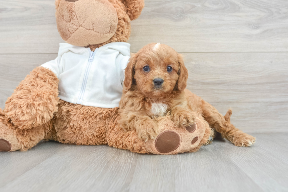 Friendly Cavapoo Baby