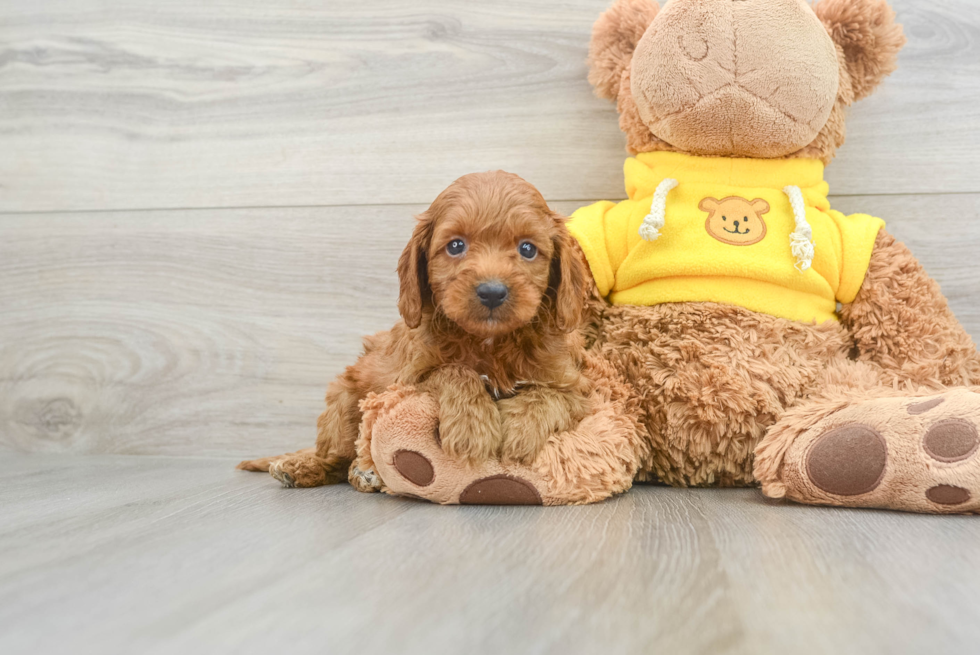 Smart Cavapoo Poodle Mix Pup