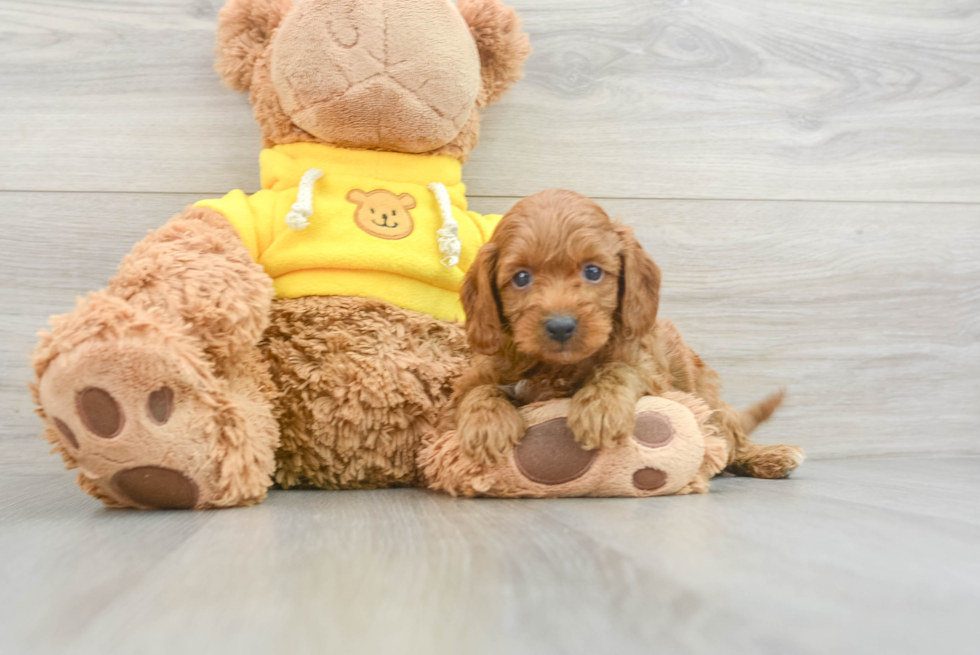 Best Cavapoo Baby