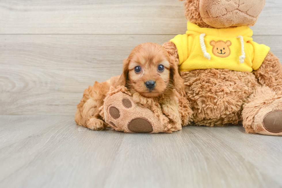 Best Cavapoo Baby