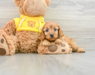 8 week old Cavapoo Puppy For Sale - Premier Pups