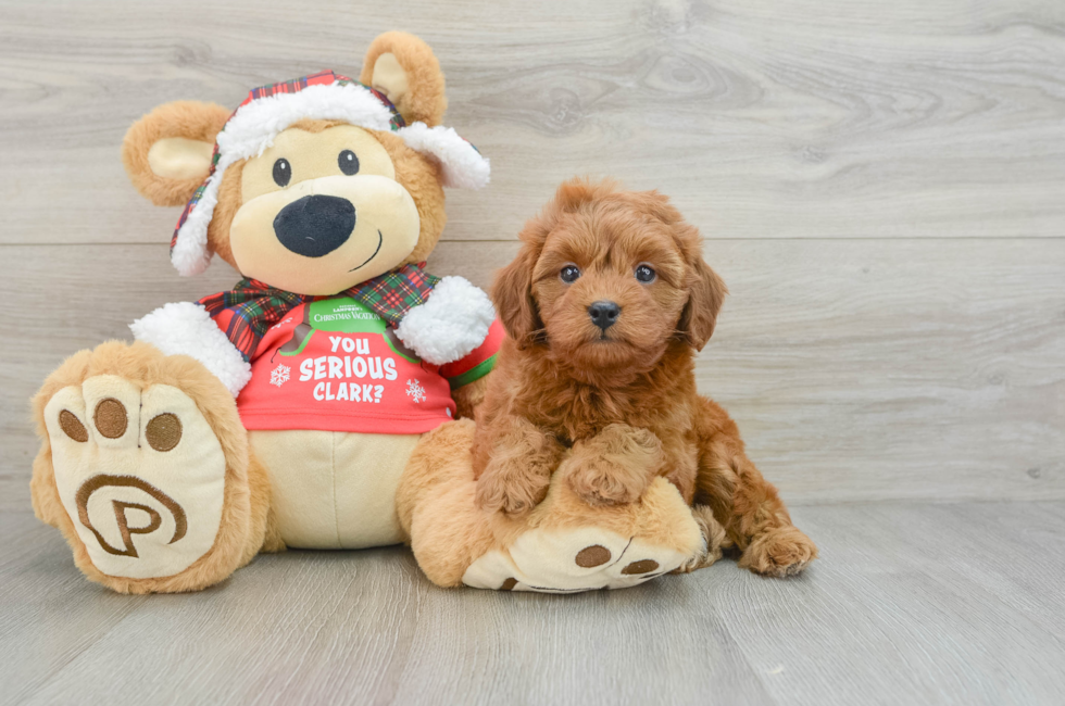 5 week old Cavapoo Puppy For Sale - Premier Pups