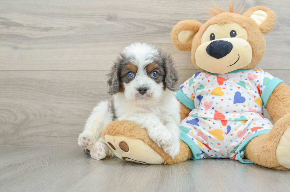 6 week old Cavapoo Puppy For Sale - Premier Pups