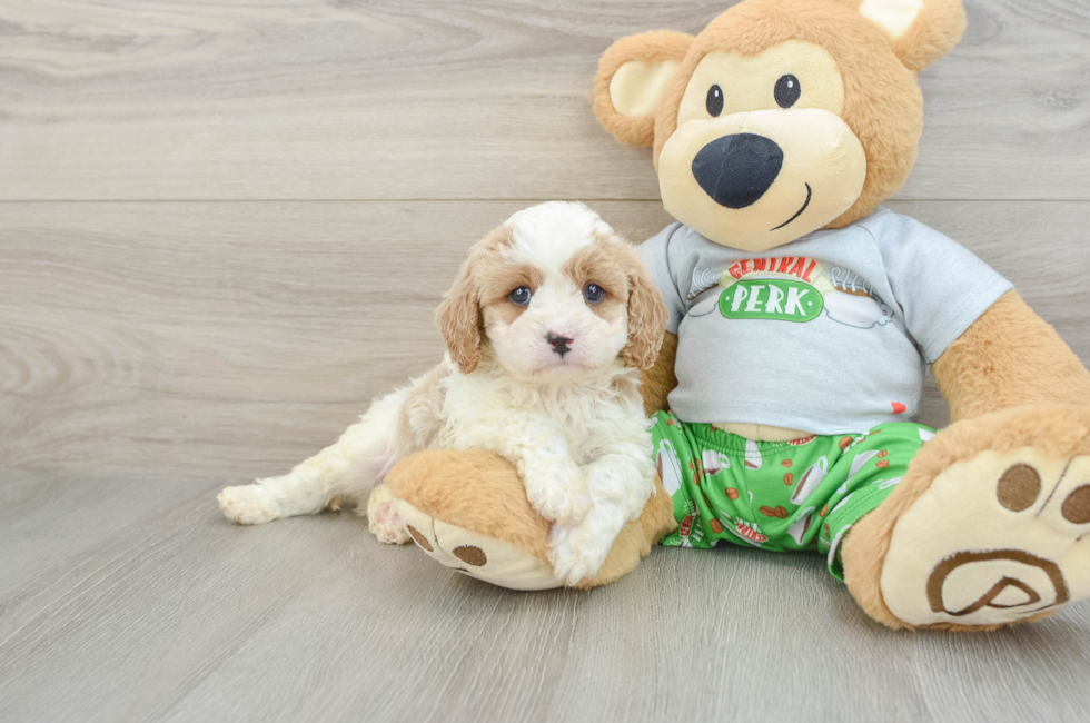 6 week old Cavapoo Puppy For Sale - Premier Pups