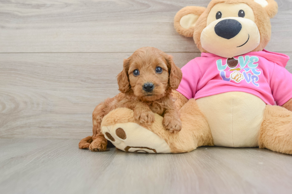 7 week old Cavapoo Puppy For Sale - Premier Pups