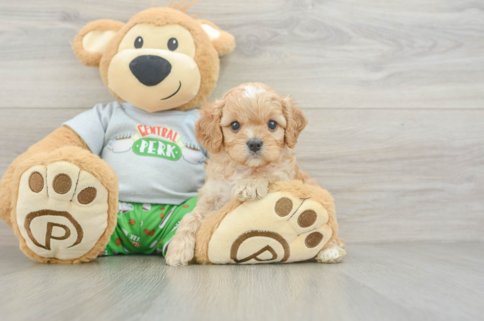 5 week old Cavapoo Puppy For Sale - Premier Pups