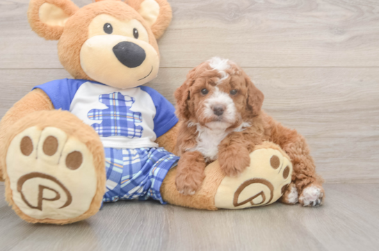 Best Cavapoo Baby
