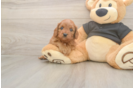 Cavapoo Pup Being Cute