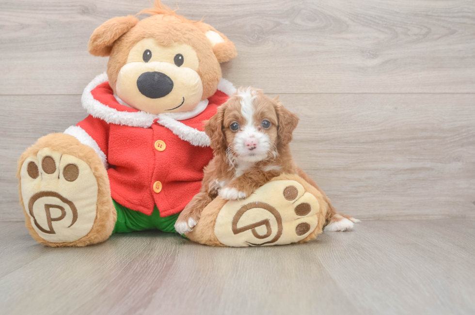 5 week old Cavapoo Puppy For Sale - Premier Pups