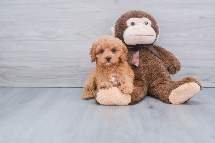 Best Cavapoo Baby