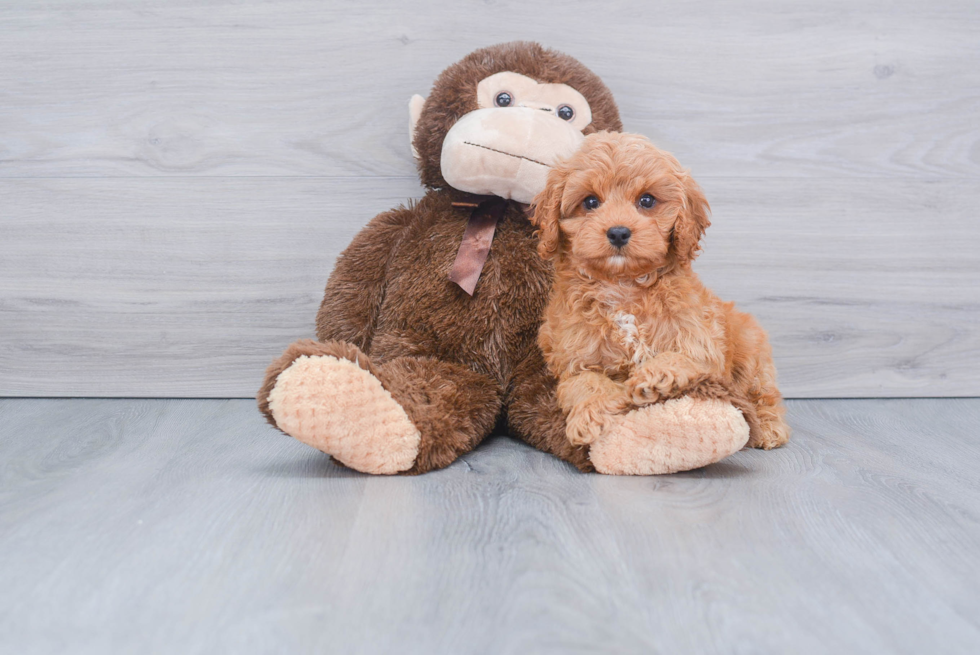 Cavapoo Puppy for Adoption