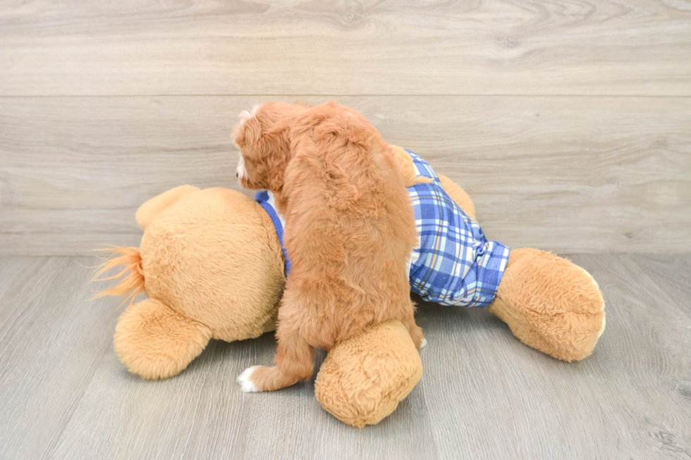 Best Cavapoo Baby