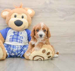 7 week old Cavapoo Puppy For Sale - Premier Pups