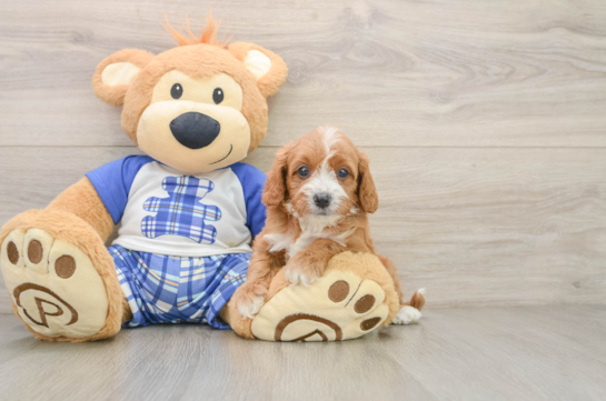Cavapoo Pup Being Cute