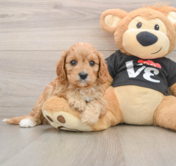 7 week old Cavapoo Puppy For Sale - Premier Pups