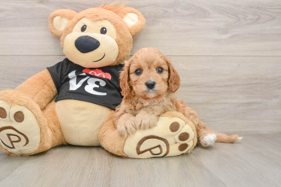 Petite Cavapoo Poodle Mix Pup