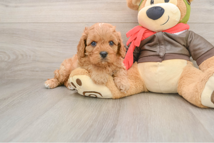 Cavapoo Pup Being Cute