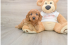 Hypoallergenic Cavadoodle Poodle Mix Puppy