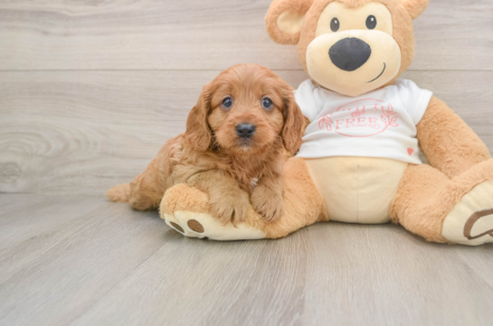Hypoallergenic Cavadoodle Poodle Mix Puppy