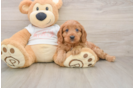 Best Cavapoo Baby