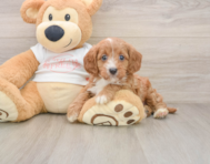 8 week old Cavapoo Puppy For Sale - Premier Pups