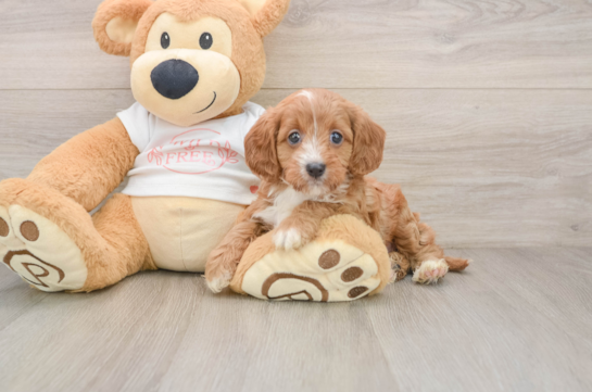 Hypoallergenic Cavadoodle Poodle Mix Puppy