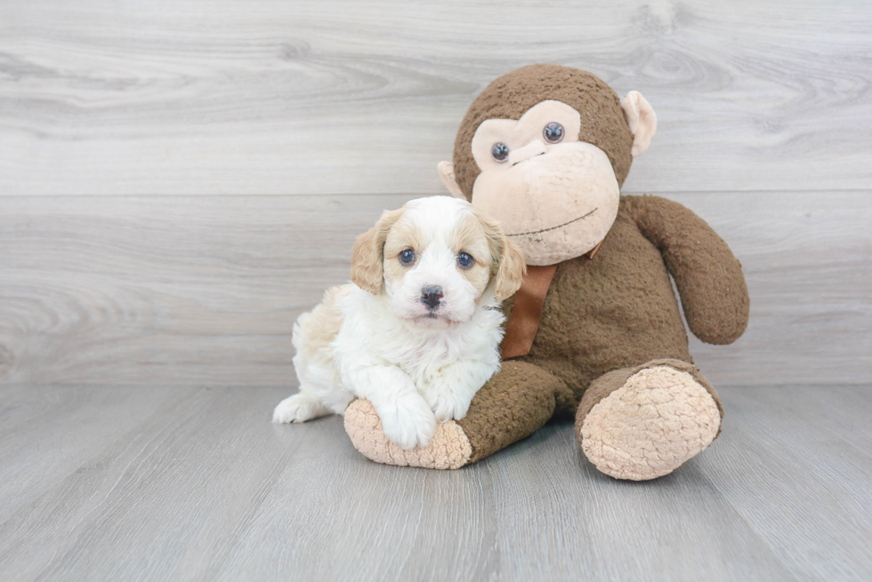 Little Cavoodle Poodle Mix Puppy