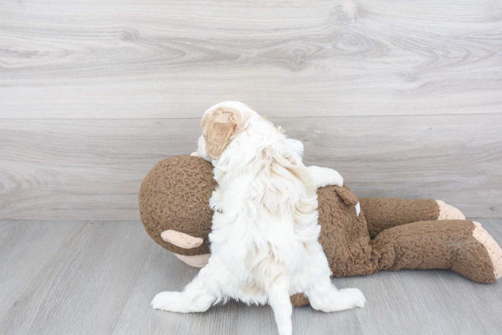 Petite Cavapoo Poodle Mix Pup