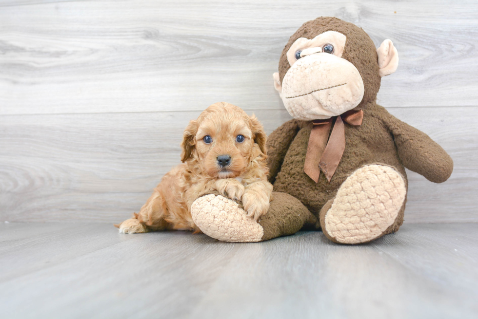 Playful Cavoodle Poodle Mix Puppy