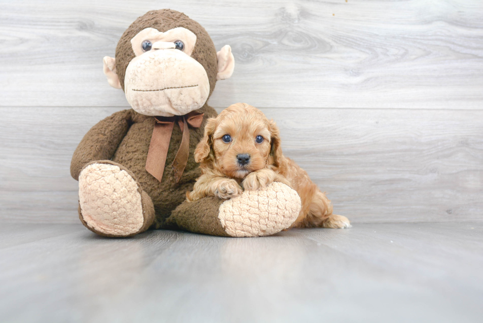 Cavapoo Pup Being Cute