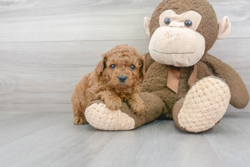 Cavapoo Pup Being Cute