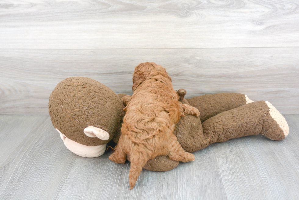 Cavapoo Pup Being Cute