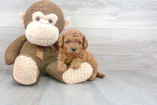 Smart Cavapoo Poodle Mix Pup