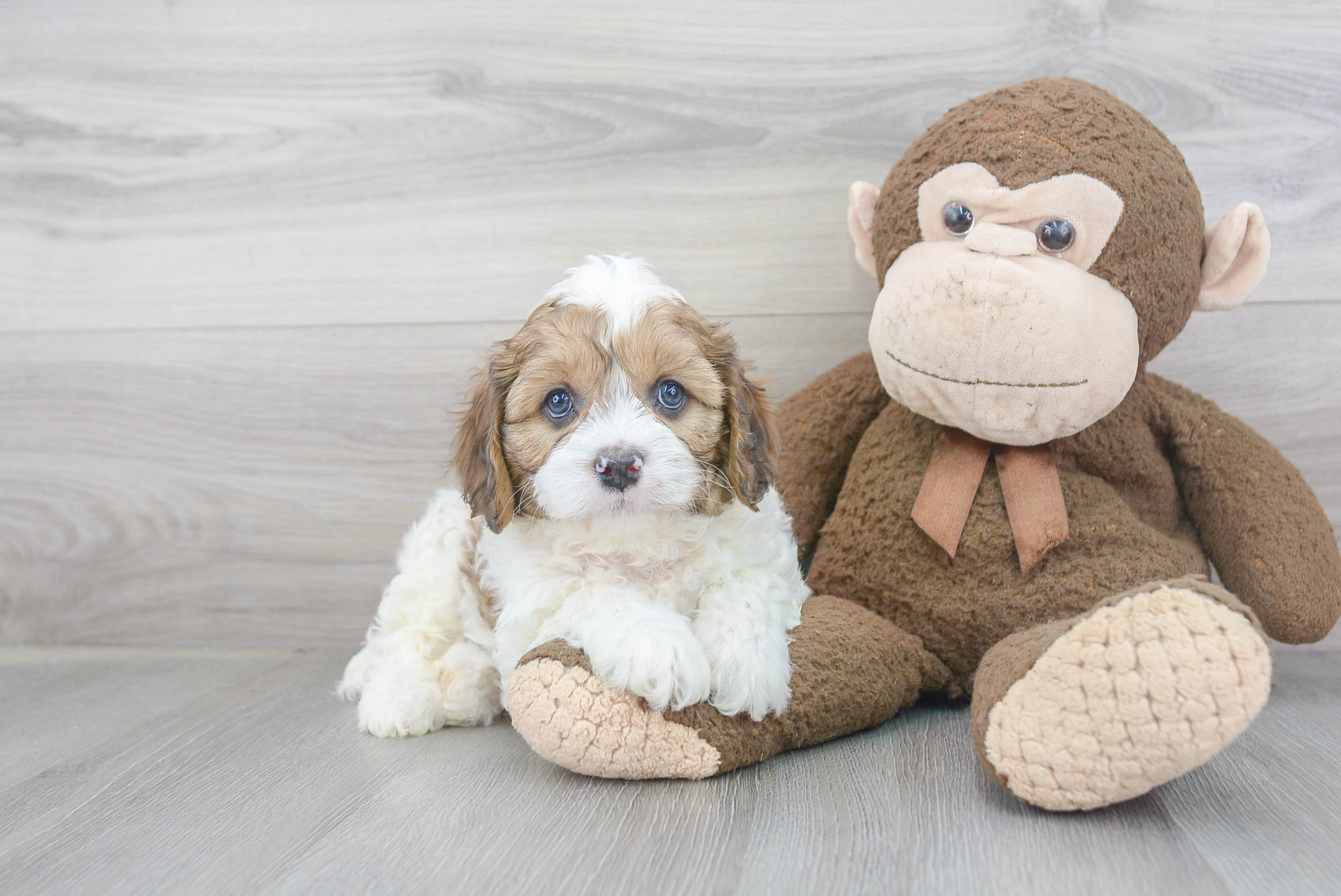 Cavapoo Pup Being Cute
