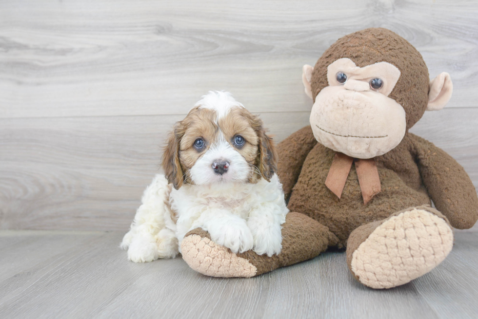 Cavapoo Pup Being Cute