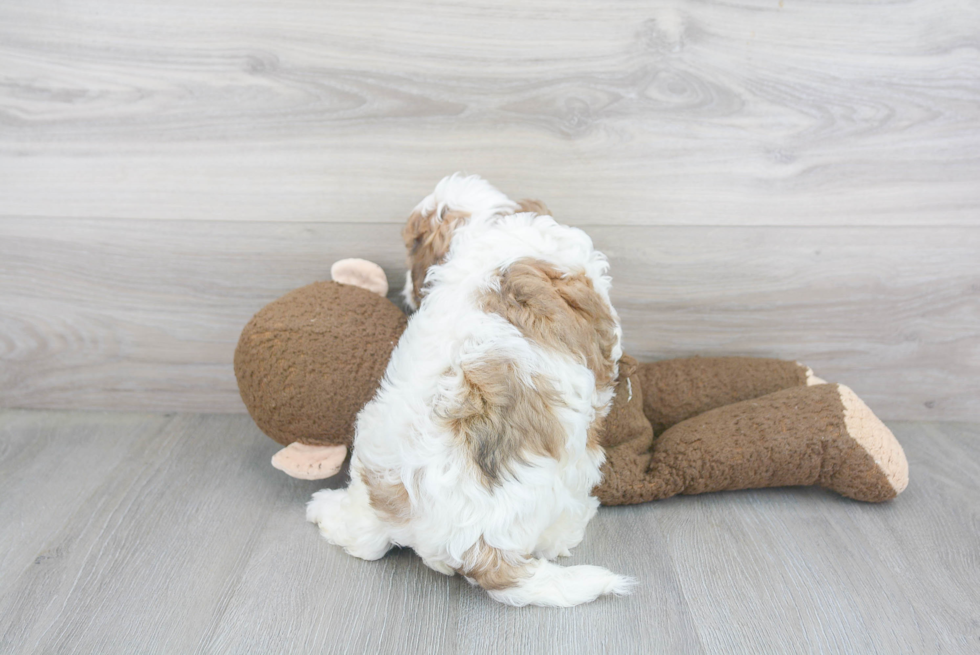 Hypoallergenic Cavoodle Poodle Mix Puppy