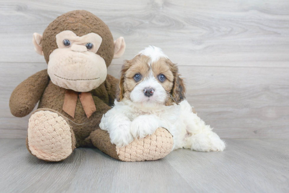 Best Cavapoo Baby